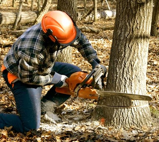 Tree Removal in Hull, MA